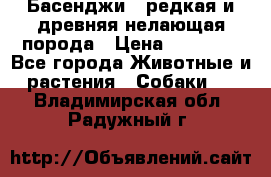 Басенджи - редкая и древняя нелающая порода › Цена ­ 50 000 - Все города Животные и растения » Собаки   . Владимирская обл.,Радужный г.